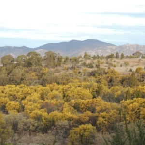 Acacia rubida at Greenway, ACT - 20 Aug 2018