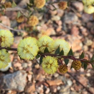 Acacia gunnii (Ploughshare Wattle) at Googong, NSW - 27 Aug 2018 by Wandiyali