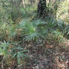 Livistona australis (Australian Cabbage Palm) at Undefined - 27 Aug 2018 by nickhopkins