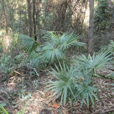 Livistona australis (Australian Cabbage Palm) - 27 Aug 2018 by nickhopkins