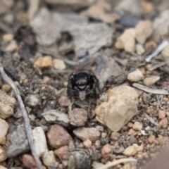 Hasarius adansonii (Adanson's house jumper) at Illilanga & Baroona - 3 Jan 2018 by Illilanga