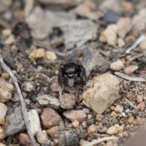 Hasarius adansonii at Michelago, NSW - 3 Jan 2018