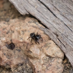 Hasarius adansonii at Michelago, NSW - 3 Jan 2018