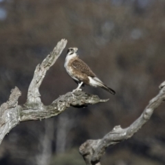 Falco berigora (Brown Falcon) at Michelago, NSW - 26 Aug 2017 by Illilanga