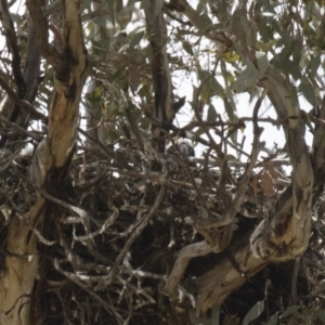 Falco berigora at Michelago, NSW - 11 Nov 2017 11:18 AM