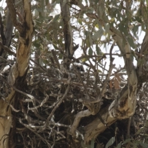 Falco berigora at Michelago, NSW - 11 Nov 2017 11:18 AM