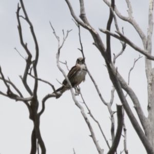 Falco berigora at Michelago, NSW - 11 Nov 2017 11:18 AM