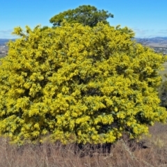 Acacia baileyana (Cootamundra Wattle, Golden Mimosa) at Mount Ainslie to Black Mountain - 27 Aug 2018 by RodDeb