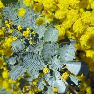 Acacia baileyana at Campbell, ACT - 27 Aug 2018