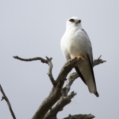 Elanus axillaris (Black-shouldered Kite) at Michelago, NSW - 29 Apr 2013 by Illilanga