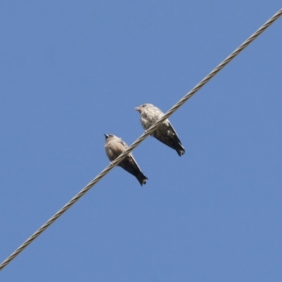 Artamus cyanopterus cyanopterus (Dusky Woodswallow) at Michelago, NSW - 11 Feb 2012 by Illilanga