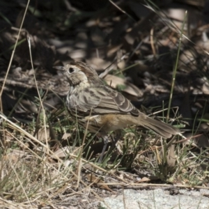 Pyrrholaemus sagittatus at Michelago, NSW - 19 Mar 2018