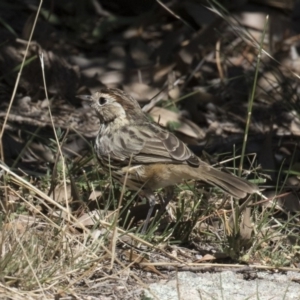 Pyrrholaemus sagittatus at Michelago, NSW - 19 Mar 2018 12:56 PM