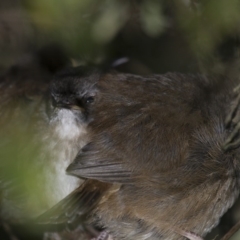 Sericornis frontalis (White-browed Scrubwren) at Michelago, NSW - 29 Sep 2013 by Illilanga