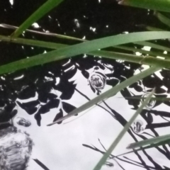 Unidentified Other Shrub at Central Tilba, NSW - 24 Aug 2018 by narelle