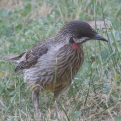 Anthochaera carunculata (Red Wattlebird) at Conder, ACT - 27 Aug 2018 by MichaelBedingfield