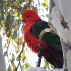 Alisterus scapularis (Australian King-Parrot) at Paddys River, ACT - 26 Aug 2018 by MichaelBedingfield