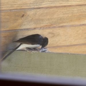 Rhipidura leucophrys at Michelago, NSW - 8 Nov 2014 09:22 AM