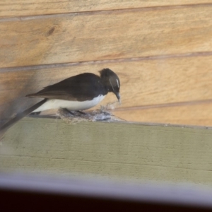 Rhipidura leucophrys at Michelago, NSW - 8 Nov 2014 09:22 AM