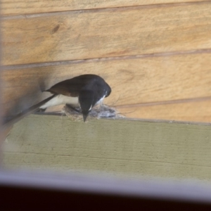 Rhipidura leucophrys at Michelago, NSW - 8 Nov 2014 09:22 AM