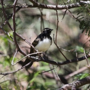 Rhipidura leucophrys at Michelago, NSW - 2 Feb 2015