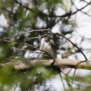 Rhipidura leucophrys at Michelago, NSW - 2 Feb 2015