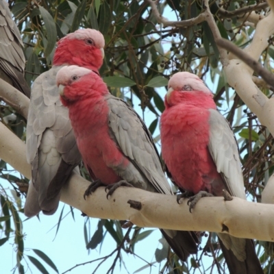 Eolophus roseicapilla (Galah) at Conder, ACT - 27 Aug 2018 by michaelb