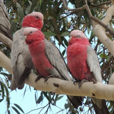 Eolophus roseicapilla (Galah) at Conder, ACT - 28 Aug 2018 by MichaelBedingfield