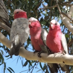 Eolophus roseicapilla at Conder, ACT - 28 Aug 2018 12:00 AM