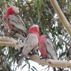 Eolophus roseicapilla at Conder, ACT - 28 Aug 2018 12:00 AM