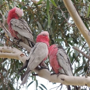 Eolophus roseicapilla at Conder, ACT - 28 Aug 2018 12:00 AM