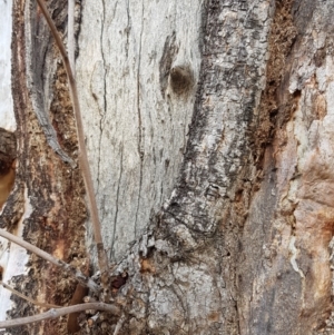 Papyrius nitidus at Symonston, ACT - 22 Aug 2018