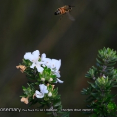 Westringia fruticosa (Native Rosemary) at South Pacific Heathland Reserve - 24 Aug 2018 by CharlesDove