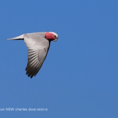 Eolophus roseicapilla (Galah) at Undefined - 23 Aug 2018 by CharlesDove