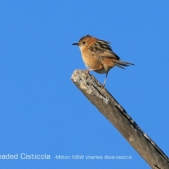 Cisticola exilis (Golden-headed Cisticola) at Milton, NSW - 23 Aug 2018 by CharlesDove