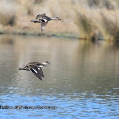 Anas gracilis (Grey Teal) at Undefined - 22 Aug 2018 by Charles Dove