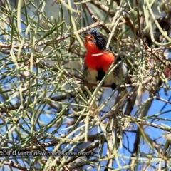 Dicaeum hirundinaceum (Mistletoebird) at Undefined - 23 Aug 2018 by CharlesDove