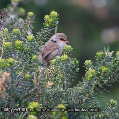 Malurus lamberti (Variegated Fairywren) at Ulladulla, NSW - 24 Aug 2018 by CharlesDove