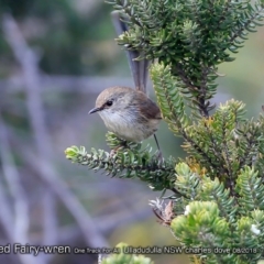 Malurus lamberti at Ulladulla, NSW - 25 Aug 2018 12:00 AM
