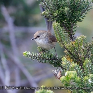 Malurus lamberti at Ulladulla, NSW - 25 Aug 2018 12:00 AM