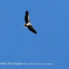 Icthyophaga leucogaster (White-bellied Sea-Eagle) at Undefined - 23 Aug 2018 by CharlesDove