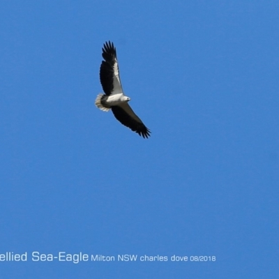 Icthyophaga leucogaster (White-bellied Sea-Eagle) at Undefined - 23 Aug 2018 by CharlesDove
