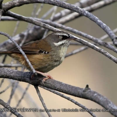 Sericornis frontalis (White-browed Scrubwren) at Ulladulla, NSW - 24 Aug 2018 by CharlesDove