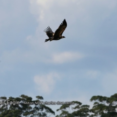 Aquila audax (Wedge-tailed Eagle) at Undefined - 23 Aug 2018 by CharlesDove