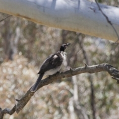 Philemon corniculatus (Noisy Friarbird) at Michelago, NSW - 5 Nov 2011 by Illilanga