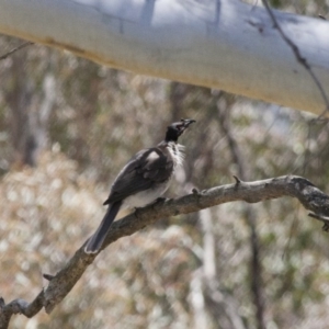 Philemon corniculatus at Michelago, NSW - 5 Nov 2011 02:45 PM