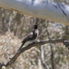 Philemon corniculatus at Michelago, NSW - 5 Nov 2011 02:45 PM