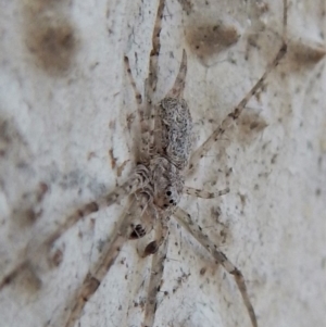 Tamopsis sp. (genus) at Belconnen, ACT - 26 Aug 2018