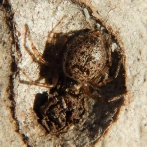 Euryopis sp. (genus) at Belconnen, ACT - 26 Aug 2018 04:27 PM