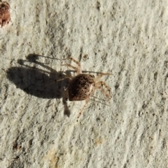 Euryopis sp. (genus) at Belconnen, ACT - 26 Aug 2018